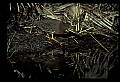 10611-00154-Herons.jpg