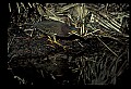 10611-00155-Herons.jpg
