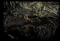 10611-00156-Herons.jpg