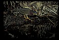10611-00157-Herons.jpg