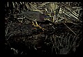 10611-00158-Herons.jpg