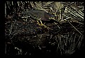 10611-00159-Herons.jpg