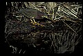 10611-00160-Herons.jpg