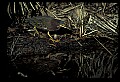 10611-00161-Herons.jpg