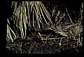 10611-00162-Herons.jpg