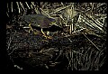 10611-00163-Herons.jpg