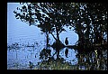 10611-00164-Herons.jpg