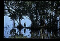 10611-00165-Herons.jpg