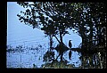 10611-00166-Herons.jpg