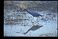 10611-00167-Herons.jpg