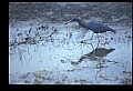 10611-00168-Herons.jpg
