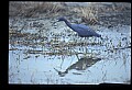 10611-00169-Herons.jpg