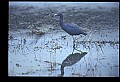 10611-00170-Herons.jpg