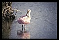 00000-00050-Roseate Spoonbill.jpg