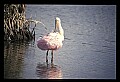 00000-00051-Roseate Spoonbill.jpg