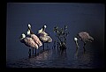 10612-00001-Ibis and Spoonbills-Roseate Spoonbill.jpg