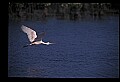 10612-00002-Ibis and Spoonbills-Roseate Spoonbill.jpg