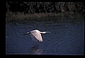 10612-00003-Ibis and Spoonbills-Roseate Spoonbill.jpg