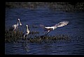10612-00004-Ibis and Spoonbills-Roseate Spoonbill.jpg