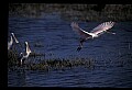 10612-00005-Ibis and Spoonbills-Roseate Spoonbill.jpg