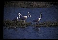 10612-00006-Ibis and Spoonbills-Roseate Spoonbill.jpg