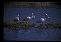 10612-00007-Ibis and Spoonbills-Roseate Spoonbill.jpg