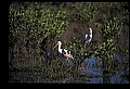 10612-00008-Ibis and Spoonbills-Roseate Spoonbill.jpg