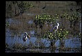 10612-00011-Ibis and Spoonbills-Roseate Spoonbill.jpg