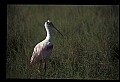 10612-00012-Ibis and Spoonbills-Roseate Spoonbill.jpg