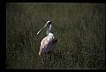 10612-00013-Ibis and Spoonbills-Roseate Spoonbill.jpg