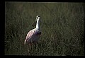 10612-00014-Ibis and Spoonbills-Roseate Spoonbill.jpg