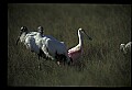 10612-00016-Ibis and Spoonbills-Roseate Spoonbill.jpg