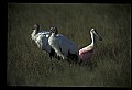 10612-00017-Ibis and Spoonbills-Roseate Spoonbill.jpg