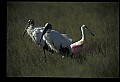 10612-00019-Ibis and Spoonbills-Roseate Spoonbill.jpg