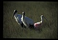 10612-00020-Ibis and Spoonbills-Roseate Spoonbill.jpg