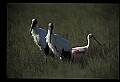 10612-00021-Ibis and Spoonbills-Roseate Spoonbill.jpg