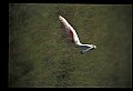 10612-00024-Ibis and Spoonbills-Roseate Spoonbill.jpg