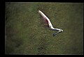 10612-00025-Ibis and Spoonbills-Roseate Spoonbill.jpg