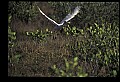 10612-00026-Ibis and Spoonbills-Roseate Spoonbill.jpg