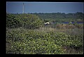 10612-00028-Ibis and Spoonbills-Roseate Spoonbill.jpg