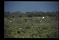 10612-00029-Ibis and Spoonbills-Roseate Spoonbill.jpg