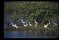 10612-00030-Ibis and Spoonbills-Roseate Spoonbill.jpg