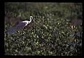 10612-00032-Ibis and Spoonbills-Roseate Spoonbill.jpg