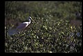 10612-00034-Ibis and Spoonbills-Roseate Spoonbill.jpg