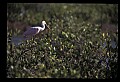10612-00035-Ibis and Spoonbills-Roseate Spoonbill.jpg