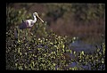 10612-00037-Ibis and Spoonbills-Roseate Spoonbill.jpg