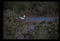 10612-00038-Ibis and Spoonbills-Roseate Spoonbill.jpg