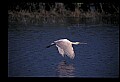 10612-00039-Ibis and Spoonbills-Roseate Spoonbill.jpg
