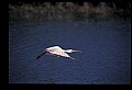 10612-00040-Ibis and Spoonbills-Roseate Spoonbill.jpg
