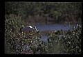 10612-00041-Ibis and Spoonbills-Roseate Spoonbill.jpg